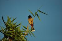 Birds - Crested Bull-Bull - Nikon D90