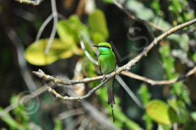 Birds - Chestnut-Headed Bee-Eater - Nikon D90