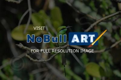 Birds - Chestnut-Headed Bee-Eater 2 - Nikon D90