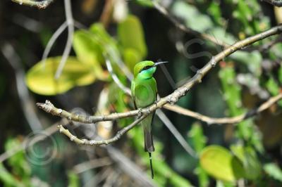 Birds - Chestnut-Headed Bee-Eater 2 - Nikon D90