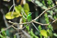 Chestnut-Headed Bee-Eater 2 - Nikon D90 Photography - By Buro Lsk, Naturalist Photography Artist