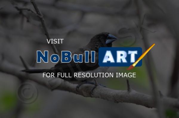 Birds - Munia - Nikon D90