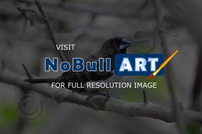Birds - Munia - Nikon D90
