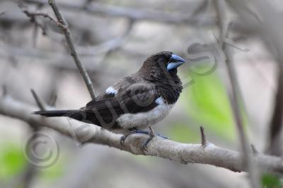 Birds - Munia - Nikon D90