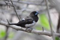 Birds - Munia - Nikon D90