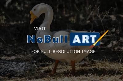 Birds - Goose - Nikon D90