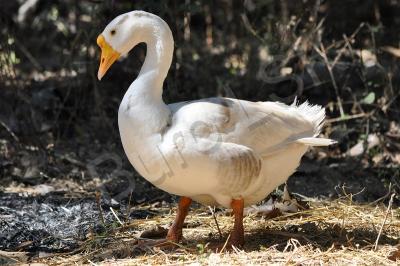 Birds - Goose - Nikon D90