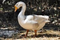 Goose - Nikon D90 Photography - By Buro Lsk, Naturalist Photography Artist