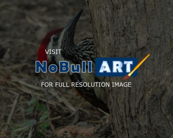 Birds - Wood Pecker - Nikon D90