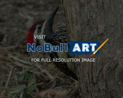 Birds - Wood Pecker - Nikon D90