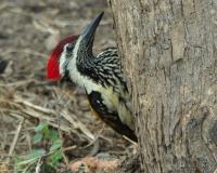 Wood Pecker - Nikon D90 Photography - By Buro Lsk, Naturalist Photography Artist