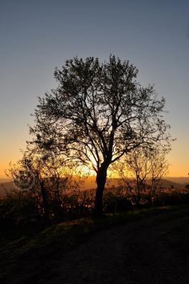 Landscapes - Sunset Tree - Nikon D90