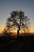 Sunset Tree - Nikon D90 Photography - By Buro Lsk, Naturalist Photography Artist