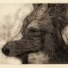Dog 2 - Cardboard Engraving Printmaking - By D Matzen, Representational Printmaking Artist