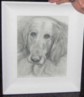 Pet Portrait - Golden Locks - Pencil