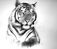 Tiger - Ink Drawings - By Giampiero Damanias, Ink Drawing Artist