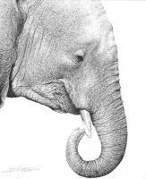 Elephant - Ink Drawings - By Giampiero Damanias, Ink Drawing Artist
