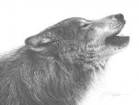 Pen And Ink - Wolf - Ink