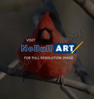 Bird Photography - Cardinal - Male - Matte Photo Paper