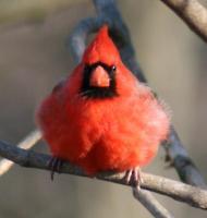 Cardinal - Male - Matte Photo Paper Photography - By Donna Kennedy, Nature  Birds Photography Artist