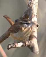 Bird Photography - Carolina Wren - Digital Slr