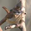 Carolina Wren - Digital Slr Photography - By Donna Kennedy, Nature  Birds Photography Artist