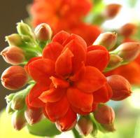 Kalanchoe - Digital Slr Photography - By Donna Kennedy, Nature Floral Photography Artist