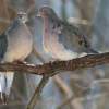 Dove Love - Digital Slr Photography - By Donna Kennedy, Nature  Birds Photography Artist