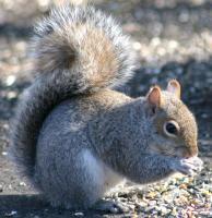 Wildlife - Dear God Please Send Acorns - Archival Matte Photography Pap