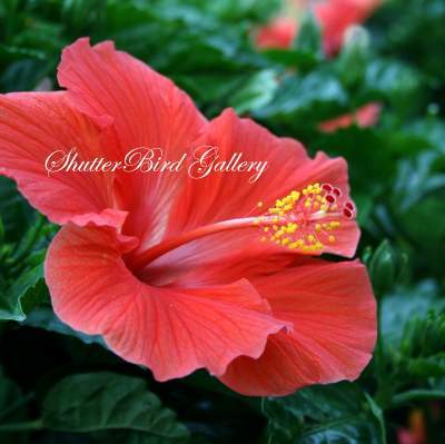 Floral Photography - Hibiscus - 8 12 X 11 Archival Matte