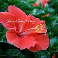 Floral Photography - Hibiscus - 8 12 X 11 Archival Matte