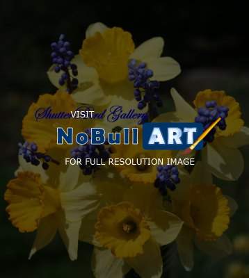 Floral Photography - Daffodils And Blue Bottles - 8 12 X 11 Archival Matte