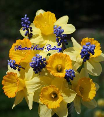 Floral Photography - Daffodils And Blue Bottles - 8 12 X 11 Archival Matte