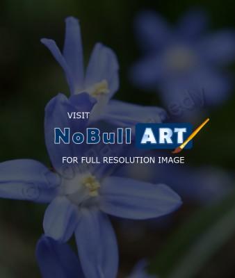 Floral Photography - Blue Wildflowers 2 - Matte Photo Paper