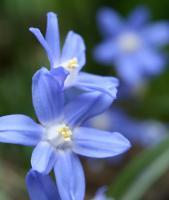 Blue Wildflowers 2 - Matte Photo Paper Photography - By Donna Kennedy, Nature Floral Photography Artist
