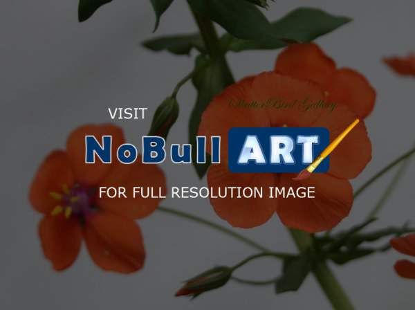 Floral Photography - Tiny Orange Blooms - 8 12 X 11 Archival Matte