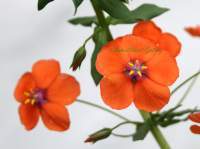 Floral Photography - Tiny Orange Blooms - 8 12 X 11 Archival Matte