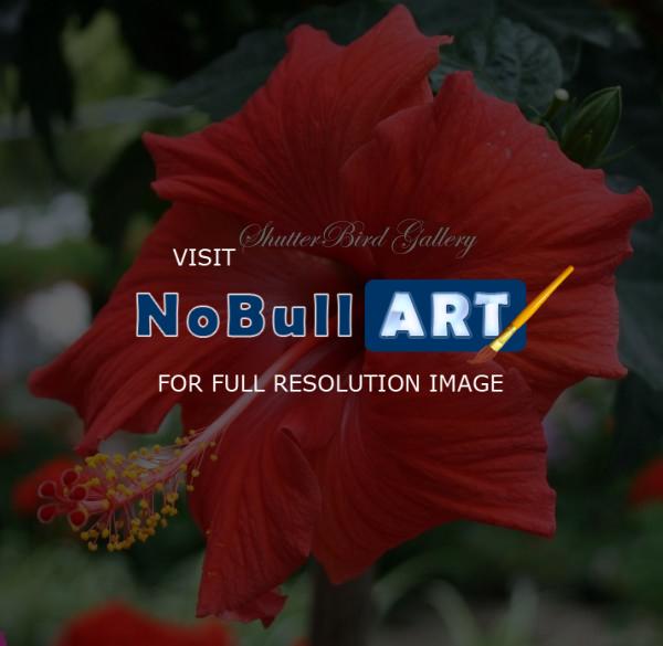 Floral Photography - Red Hibiscus - 8 12 X 11 Archival Matte