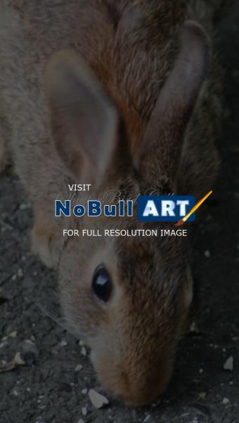 Wildlife - Bunny Face - 8 12 X 11 Archival Matte