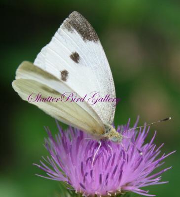 Wildlife - Scottish Heather And Friend - 8 12 X 11 Archival Matte