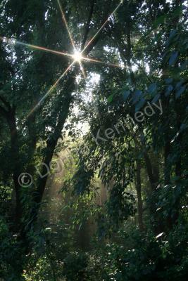 Landscape - A New Day - Matte Photo Paper