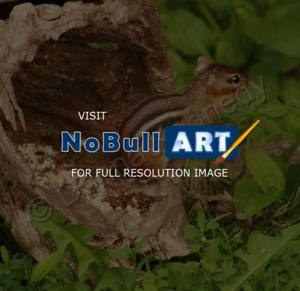 Wildlife - Chippy In The Log - Matte Photo Paper
