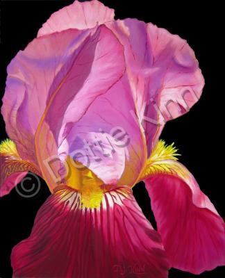 Florals - Purple Bearded Iris - Oil