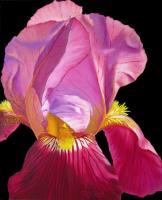 Florals - Purple Bearded Iris - Oil