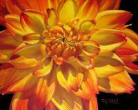 Yellow And Orange Variegated Dahlia - Oil Paintings - By Dottie Kinn, Realism Painting Artist