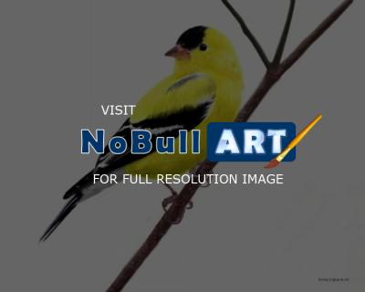 Digital Painting - American Goldfinch - Digital Painting