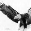 Flying Eagle - Pencil Drawings - By Kevan Tollefson, Freehand Drawing Artist