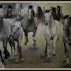 Herd - Oil On Canavas Paintings - By Plamen Stanchev, Oil On Canavas Painting Artist