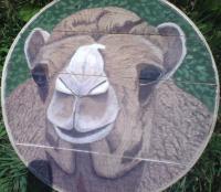 Animals - Jimmys Camel - Pyrographyacrylic