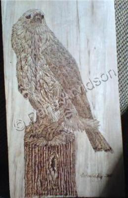 Birds - Loggers Hawk - Pyrography